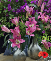 Pinnacle Nyhed 2026 PÅ LAGER TIL FEBRUAR KAN BESTILLES NU